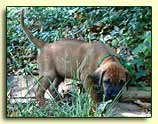 Rhodesian Ridgeback pup "Billy" at 5 weeks