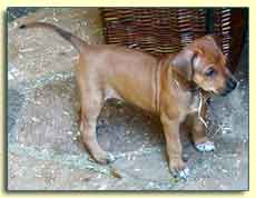 Rhodesian Ridgeback pup "Dixie" at 5 weeks