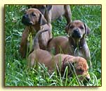 Rhodesian Ridgeback pups - "Georgia," "Dixie." and "Ulysses"