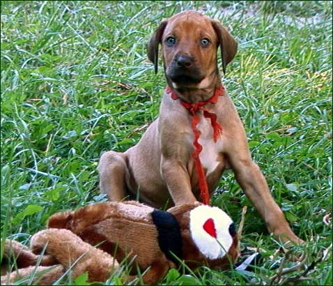 Rhodesian Ridgeback livernose puppy "Fawn" with toy