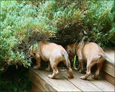2 Rhodesian Ridgeback pups explore a bush